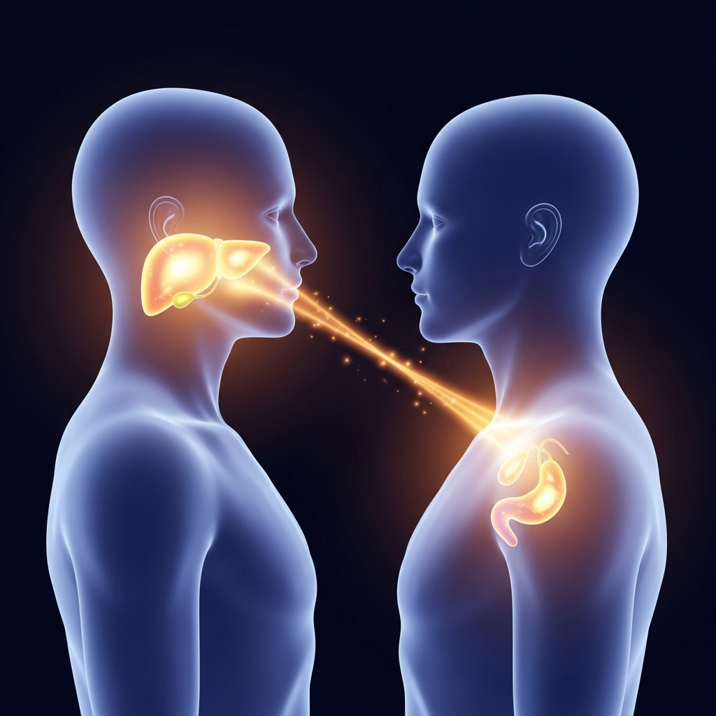A stylized illustration depicting a transparent human silhouette with glowing liver and gallbladder organs inside, metaphorically illuminating another similar transparent silhouette, symbolizing deep mutual understanding and honesty between two individuals. The overall style is clean and modern, avoiding any medical realism. 우정의 진수, 간담상조! 우리 삶에 필요한 5가지 지혜